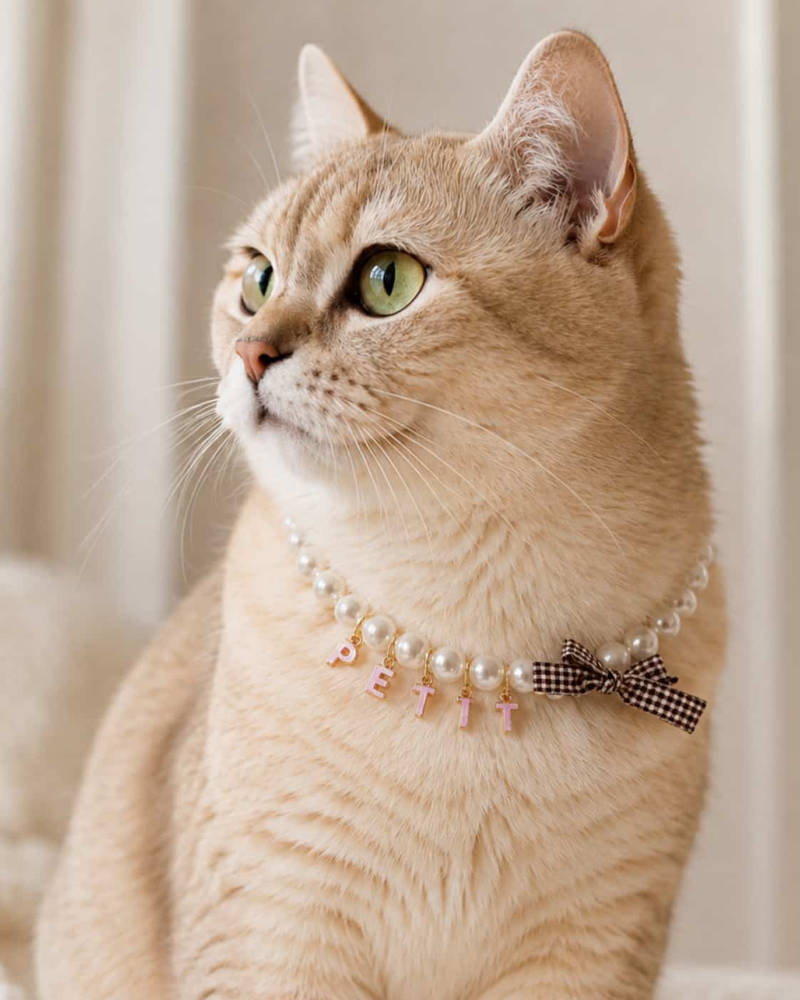 Cat wearing personalized faux pearl name collar